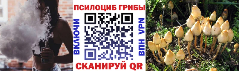 Купить  Мурманск  Галлюциногенные грибы Psilocybe 